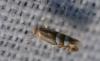 Phyllonorycter sp.